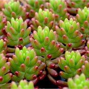 Resim Sedum Rubrotinctum Jelibon Sukulent 90 Adet 
