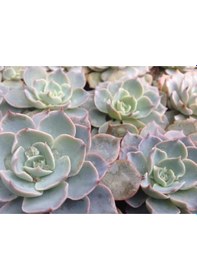 Resim Echeveria Morning Beauty - 5 Adet Sukulent 