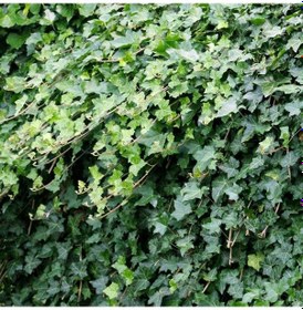 Resim Hedera Helix - Orman Sarmaşığı 100 - 150 cm 5 Adet 