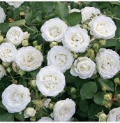 Resim Tüplü Yer Örütücü Soğuklara Dayanıklı Schneeküsschen Mannheim Yediveren Gül Fidanı 