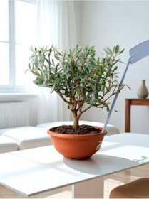 Resim Bitkitürk-zeytin Veren Bonsai İthal 9 Yaşında 