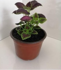 Resim Yaprak Güzeli Çiçeği, DEYSI0068000 