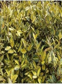 Resim Videolu Süs Iğdesi Fidanı 1 Adet 60-80Cm Saksılı (Silverberry) 