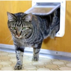 Resim AyrStore Pawise Kedi Kapısı 26x31 Cm 
