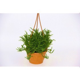 Resim Crassula Muscosa Sukulent - Askılı Saksıda 