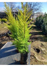 Resim 10 Adet Limon Çamı, Limon Servi 60-80 Cm. Siyah Poşette 