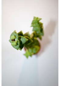 Resim Crassula Rupestris Sukulent Tekli 5,5 Cm Saksıda 