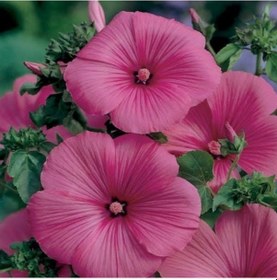 Resim Lavatera Trimestris Regis Carmine Pamuk Çiçeği Tohumu 50 Tohum 