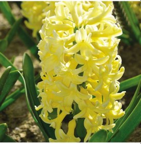 Resim Hyacinthus Yellowstone Sümbül Soğanı 3 Adet 