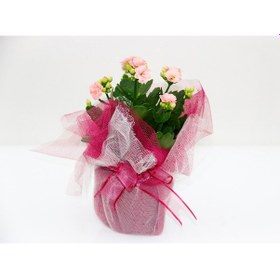 Resim PEMBE KALANŞÖ ÇİÇEĞİ - SEVGİLİLER GÜNÜ ve ÖZEL GÜN HEDİYESİ 