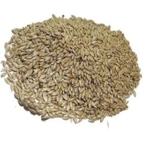 Resim 1 Kg Temizlenmiş Aspur Sade Kanarya Yemi İle Taze Beslenme 