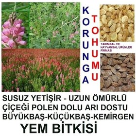 Resim 2000 Adet Tavşan Yemi Korunga Tohumu 