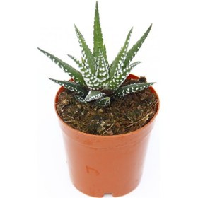 Resim Zebra Kaktüs 20 Adet - Haworthia Fasciata 