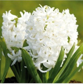 Resim Süt Beyazı Aiolos Sümbül Soğanı 3 Adet 