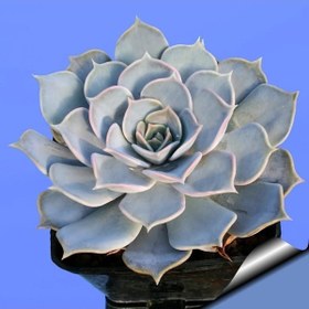 Resim Bitkim Sende Echeveria Lilacina Var Sukulent Bitki 