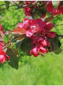 Resim Videolu Bol Çiçekli Yörük Gelini Ağacı Fidanı 1 Adet 40-70Cm (Japanese Quince) Süs Bitkisi 