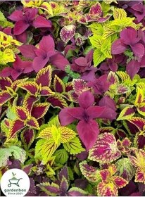 Resim Kolyoz Yaprak Güzeli Kolyos Çiçeği 3 Adet Saksılı Balkon Çiçeği, GDB140624NA21 