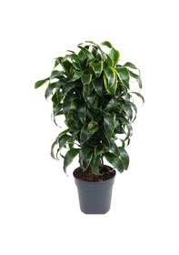 Resim Dracaena Fragrans Dorado Bitkisi L Boy 