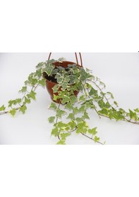 Resim Hedera Sarmaşık 2 Adet - Askılı Saksıda 6256 