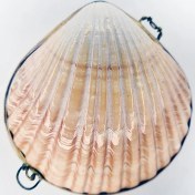 Resim Flat Pecten Kabuk Cüzdan 