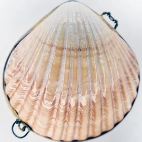 Resim Flat Pecten Kabuk Cüzdan 