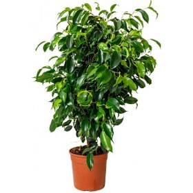 Resim Ağlayan İncir Ağacı Bitkisi 'ficus Benjamin Anastasia' 