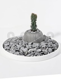 Resim SOSC Natural Granit Dekoratif Çakıl Taşı, Gri Beyaz, 1-2 cm, 1 Kg, Bahçe Peyzaj Saksı Akvaryum Teraryum için Dolomit Taş 