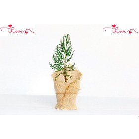 Resim NİKAH ÇAMI 100 ADET - ÖZEL GÜN FİDANI (Mazı-Thuja Orientalis) 