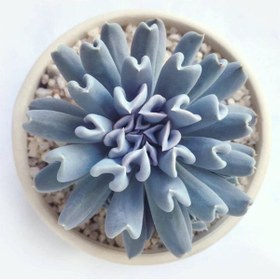 Resim Nura Botanik Videolu Sukulent Echeveria Runyonii Topsy Turvy Bitkisi 1 Adet Saksılı 5-10cm Salon Bitkisi 