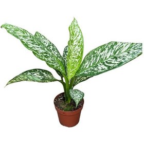 Resim Dieffenbachia 'white Etna' Difenbahya Çiçeği 