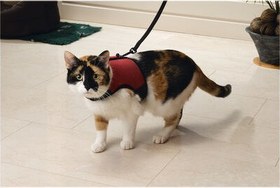Resim Beeztees Kedi Göğüs Tasması, Comfort, Zili ve Gezdirme Kayışı, 22-24.5cm Boyun, 30-39cm Göğüs 
