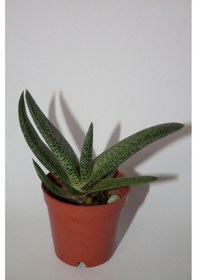 Resim Gasteria Pillansii Sukulent Tekli 5,5 Cm Saksıda 