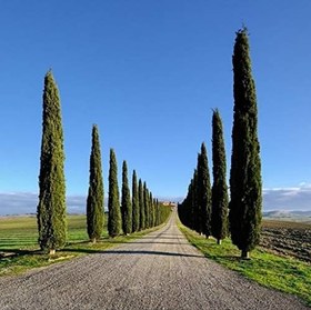 Resim Tüplü Kara Servi (Cupressus sempervirens) Fidanı (20-30 cm) 