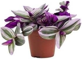 Resim Çok Avantajlı Tradescantia Nanouk Pembe Telgraf Çiçeği Ithal 12.Cm .Büyük Boy Saksıda 