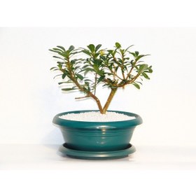 Resim Bonsai Yıldız Çalısı Pitosporum Yeşil Saksıda 