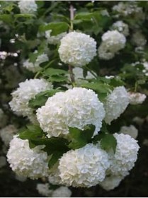 Resim Çok Avantajlı Çınar Kartopu Çiçeği Beyaz Renkli (30 60 Cm)1 Adet Viburnum Plicatum 