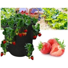 Resim 20 Adet Aromas Çilek Fidanı Açık Kök Taze Söküm 