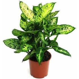 Resim Difenbahya Salon Bitkisi 5 Adet - - Dieffenbachia Compa 