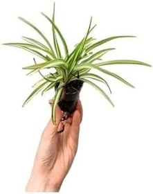 Resim Beyaz Renk Sardunya Çiçeği Sevgililer Gününe Özel Kurdele Çiçeği Hediyeli 