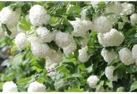 Resim Çınar Kartopu Çiçeği Fidanı 60 Cm 