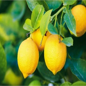 Resim Tüplü Aşılı Yarı Bodur Yüksek Verimli Yediveren Limon Fidanı 