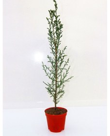 Resim YILBAŞI ÇAMI HEDİYELİK - MİNİ CANLI YILBAŞI AĞACI 30-40 CM 