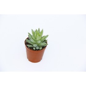 Resim Tunç Botanik SEDUM NİCAEENSİS 10 ADET SUKULENT 