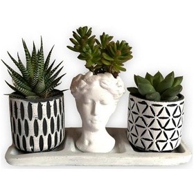 Resim Haworthia & Echeveria & Sedum 3'lü Sukulent Seti Helen Beyaz & Desenli Seri 