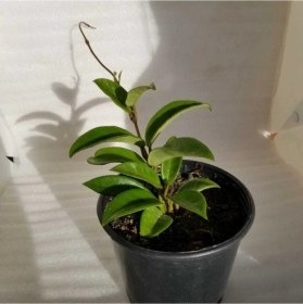 Resim Mum Çiçeği Fidesi Köklenmiş Hoya Pembe 10-20 Cm 