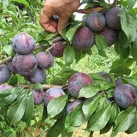 Resim Tüplü Aşılı Verimli Black Star Siyah Japon Erik Fidanı 