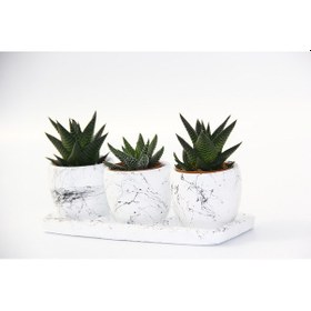 Resim Trio Beyaz Sukulent Seti - Haworthia Pumila. Limifolia 
