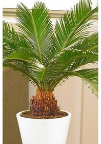 Resim Sikas-Japon Sago Palmiyesi 40 cm 