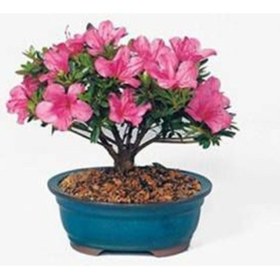 Resim Orkide Bonsai Ağacı Tohumu Bodur Bonsai Tohumu 5 Tohum+ Toh 