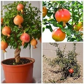 Resim Videolu 1 Adet Bodur Süs Narı Fidanı 25-40 Cm Saksılı Çiçekli Bodur Bitkiler Dwarf Pomegranate 
